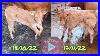 Is-The-Calf-With-Bent-Legs-Improving-New-Lights-Will-Save-Me-Money-01-ohj